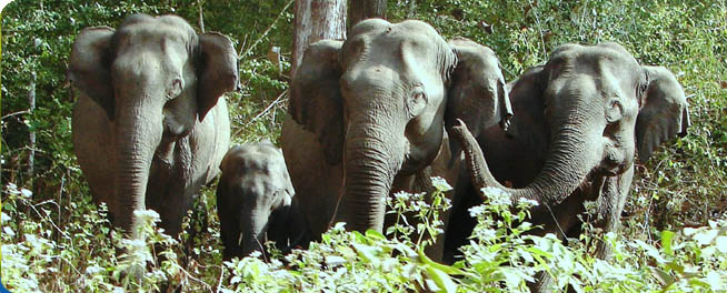 wildlife-sanctuaries-in-wayanad