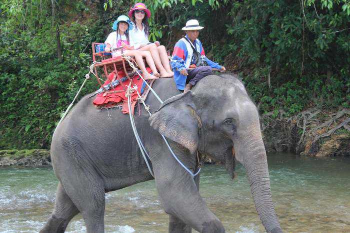 elephant-throws-off-its-handler-during-a-jungle-trek-in-southern-thailand
