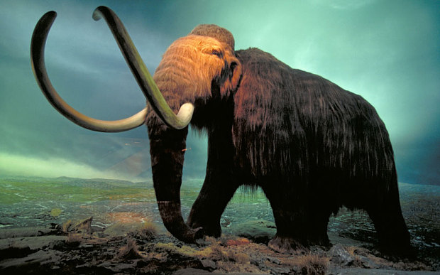scientists-to-clone-extinct-woolly-mammoth