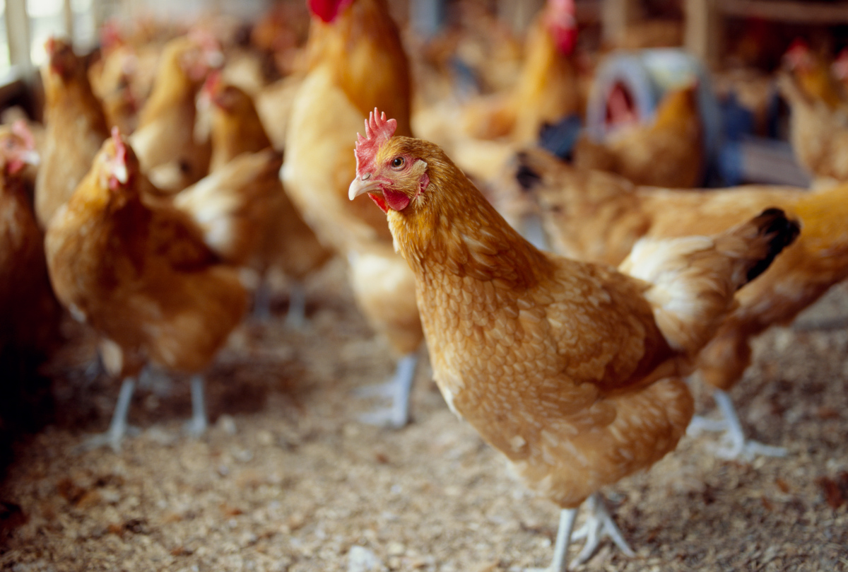 4000-chickens-abandoned-in-japan-following-bird-flu
