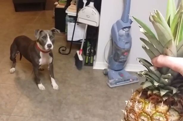 female-dog-terrified-pineapple