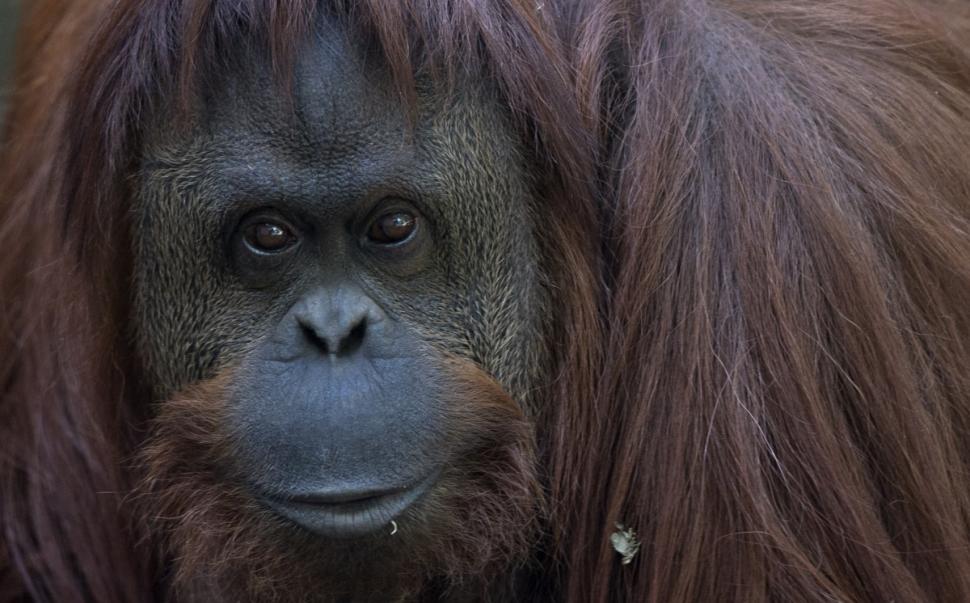 a-female-orangutan-in-argentina-to-enjoy-the-legal-rights-of-humans