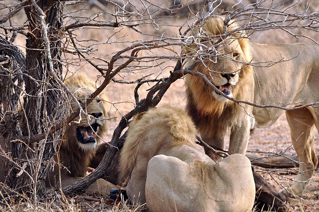 buffalo-saves-the-life-of-a-calf-from-lions