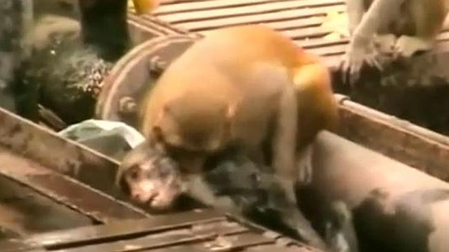 hero-monkey-saves-dying-friend-at-indian-railway-station