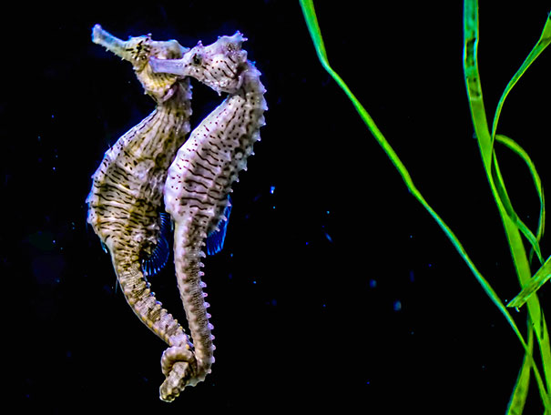 male-seahorse-gives-birth-hundred-baby-seahorses