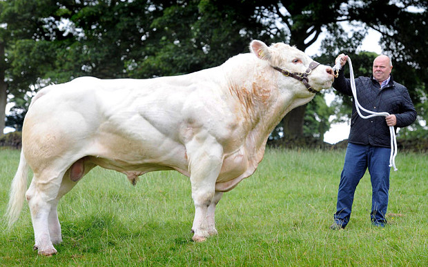 monster-bull-in-britain-weighs-nearly-two-tonnes