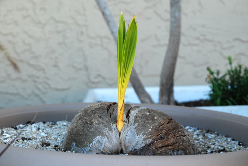 Significance of planting coconut palm in Saba
