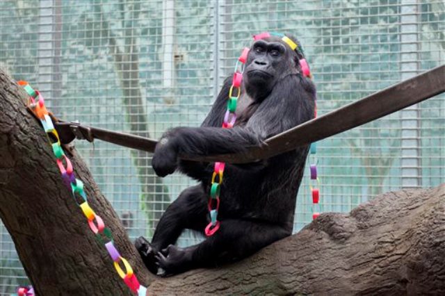 worlds-oldest-gorilla-turns-58
