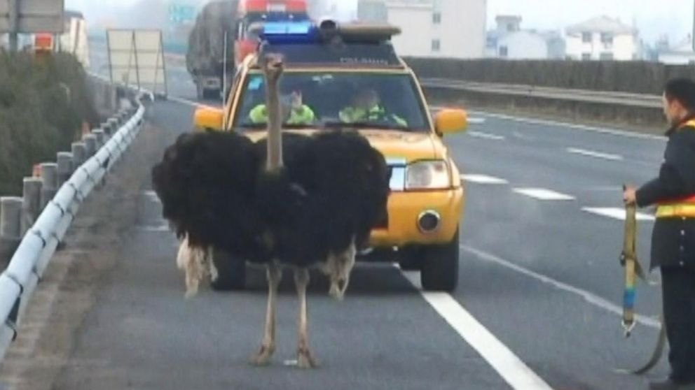 an-ostrich-in-china-disrupts-traffic-on-the-highway