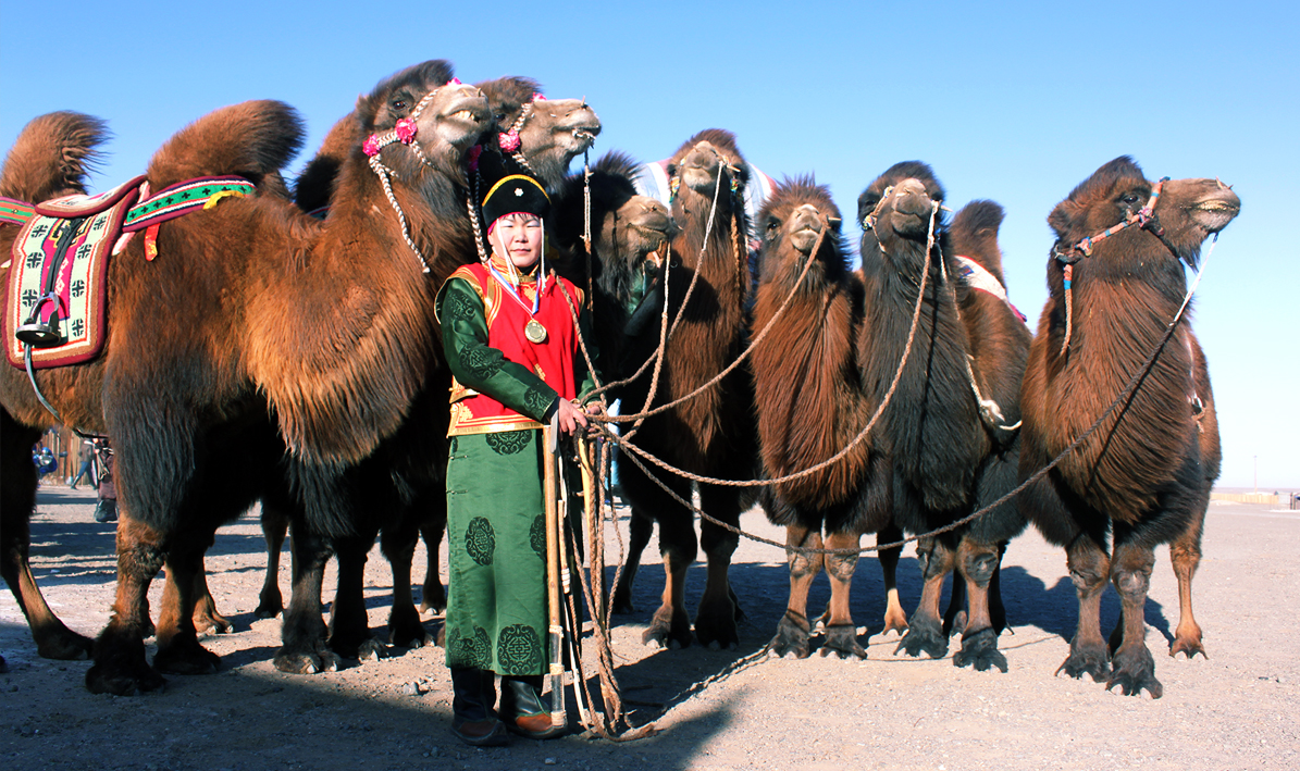 camel-festival-in-mongolia-starts-in-january