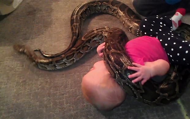 14-month old baby plays with a 13 ft long Bur