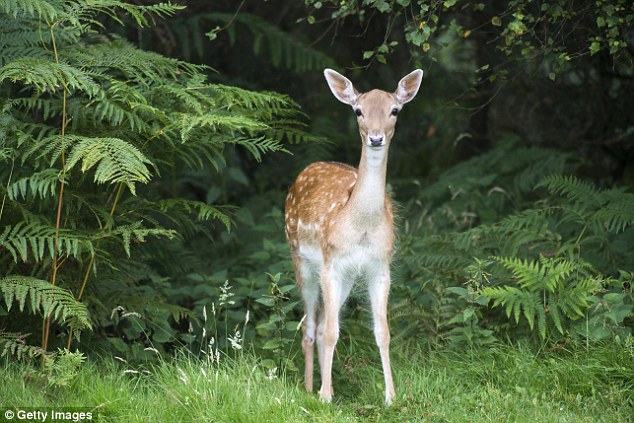 a-female-deer-attacks-a-hunter-who-shot-her