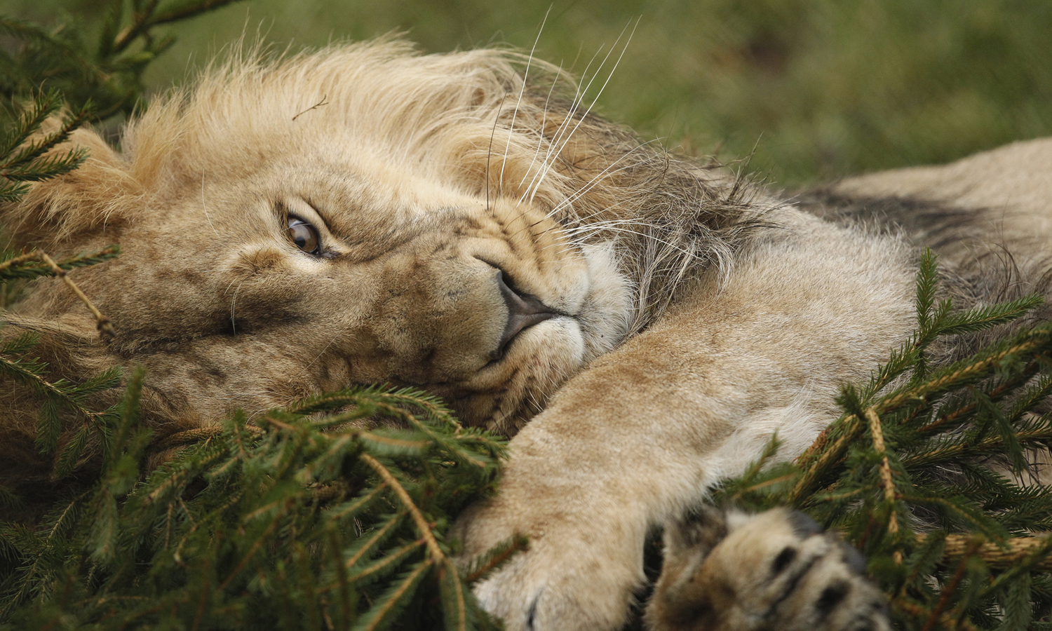 christmas-trees-recycle-as-toys-for-lions