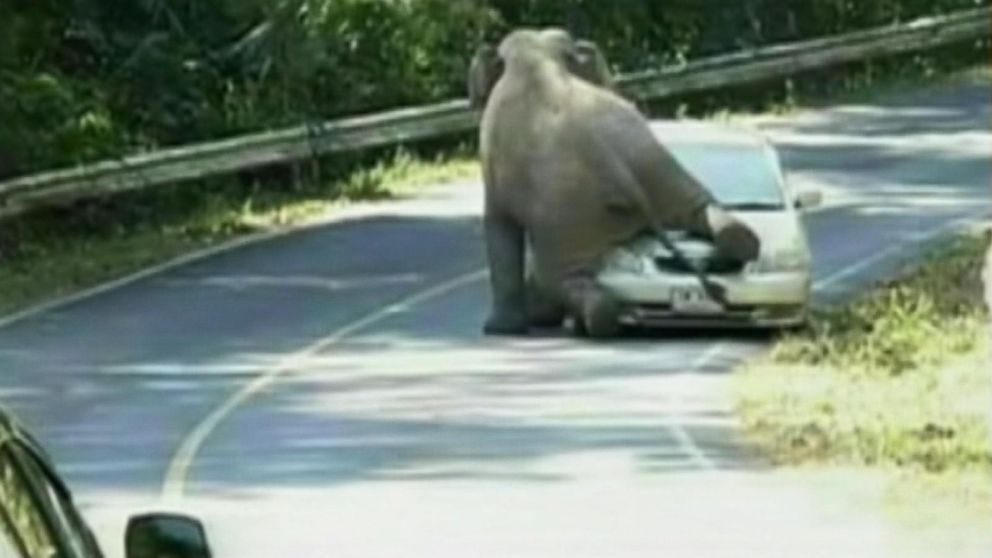Elephant crushes a car in Thailand