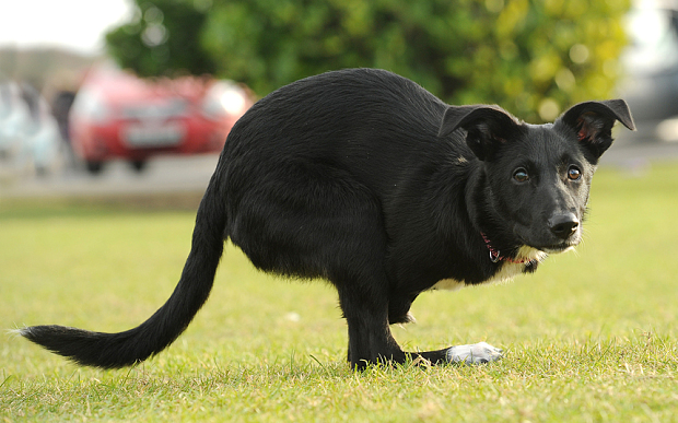 female-dog-that-jumps-like-a-kangaroo