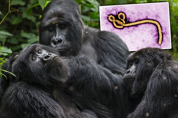 gorillas-and-chimpanzees-also-need-an-effective-ebola-vaccine
