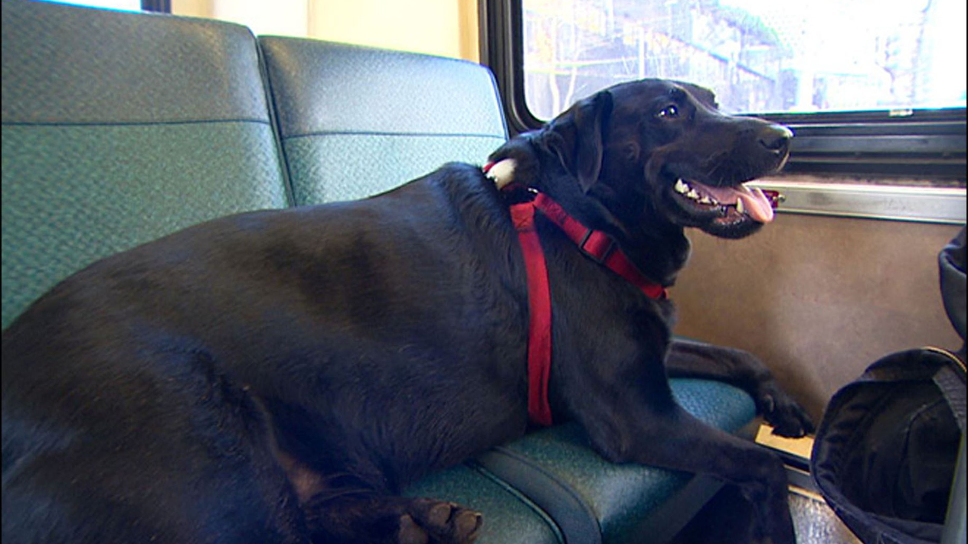 Labrador goes to the park by bus alone