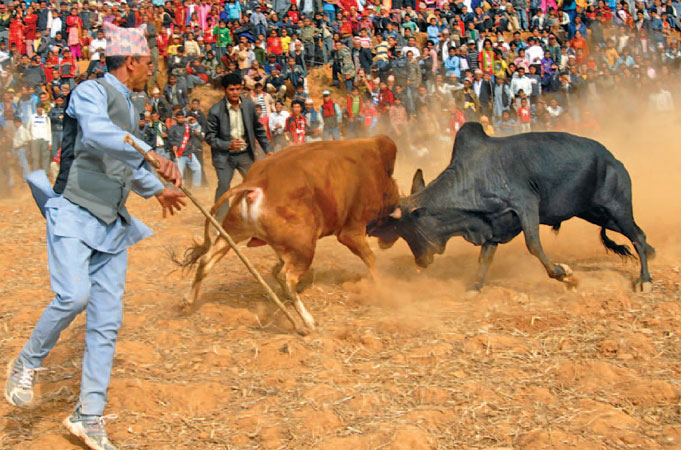 thousands-celebrate-nepals-traditional-bullfighting