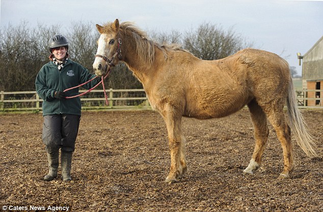 worlds-oldest-horse-celebrates-its-49th-birthday
