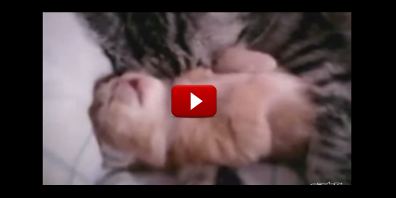cat-hugs-baby-kitten-having-nightmare
