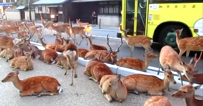 herd-of-deer-take-over-the-road-in-japan