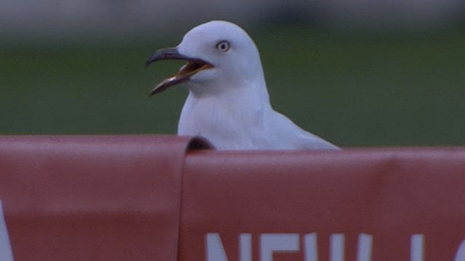 seagull-makes-a-dramatic-comeback-after-being-hit-by-cricket-ball