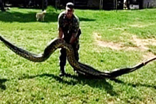 23-feet-long-enormous-snake-captured-soldiers