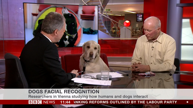 bbc-news-channel-interviewed-a-labrador-dog-called-bounce