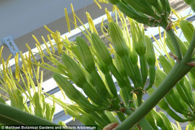 huge-plant-that-waited-80-long-years-to-flower-has-only-one-month-life-left-behind