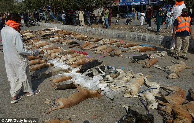 Pakistan hunts stray dogs in the city of Kara