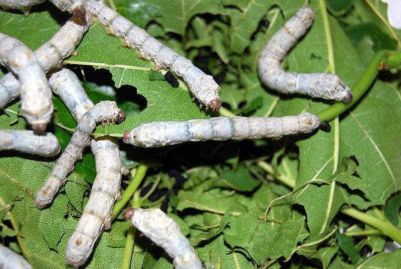 Silk Farm in Yercaud