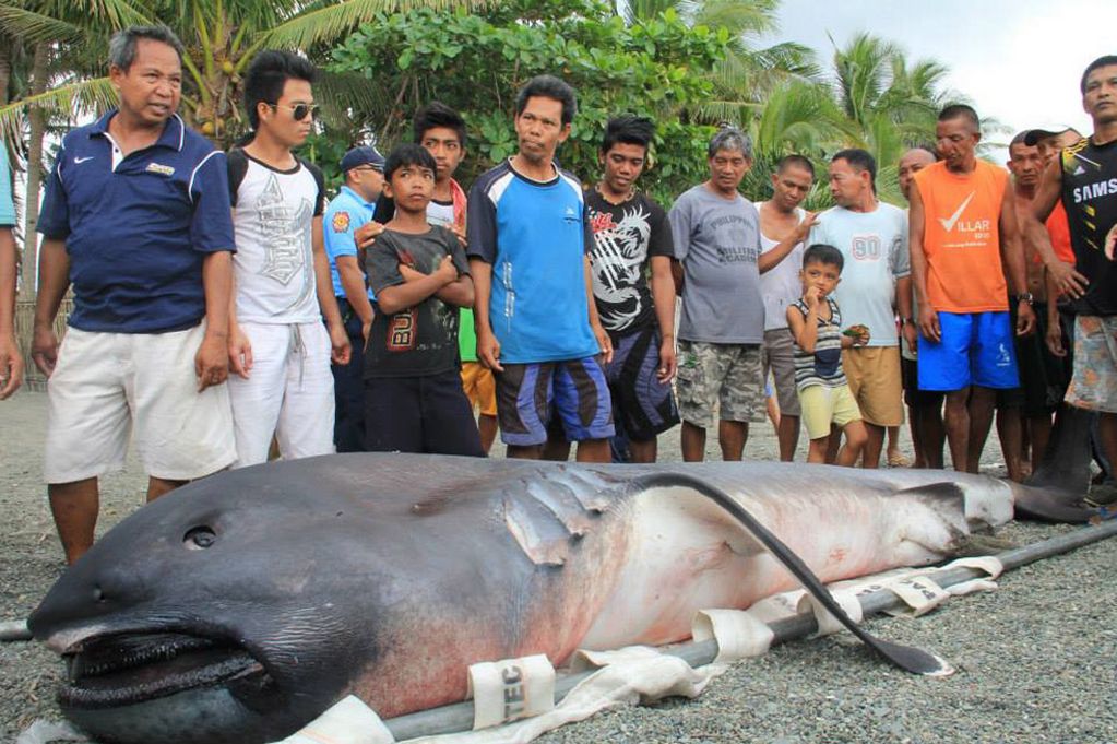 toothless-monster-shark-captured-philippines