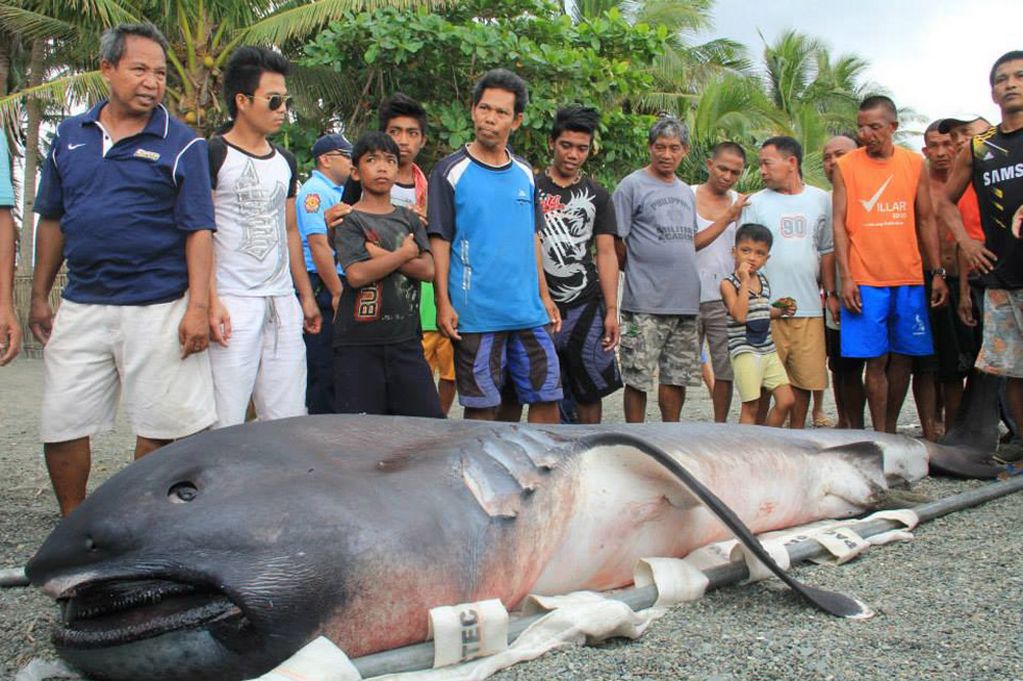 Toothless monster shark captured in Philippin