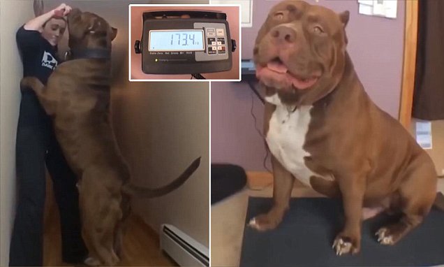 worlds-biggest-pit-bull-weighs-173-4lbs
