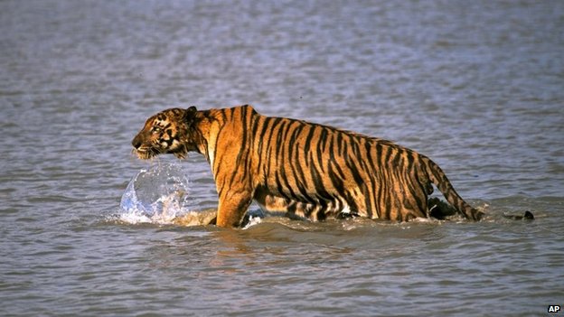 man-eating-tiger-shot-dead-in-india