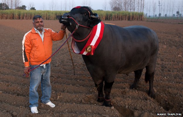 the-semen-of-an-indian-bull-costs-3000