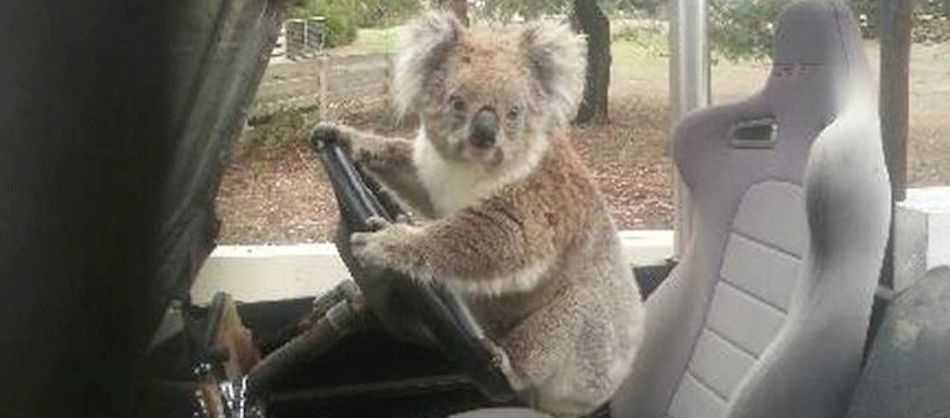 wild-koala-bear-tries-to-drive-a-family-car