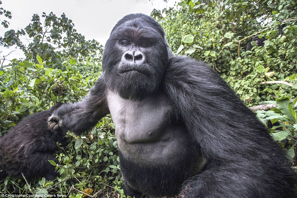 wildlife-photographer-gets-a-slap-from-gorilla