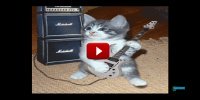 funny-cats-video