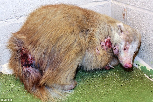 a-rare-albino-badger-recovers-after-being-attacked-by-badgers-belong-to-other-species