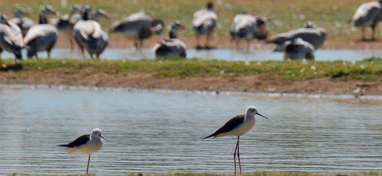 kanjirankulam-bird-sanctuary-in-rameswaram