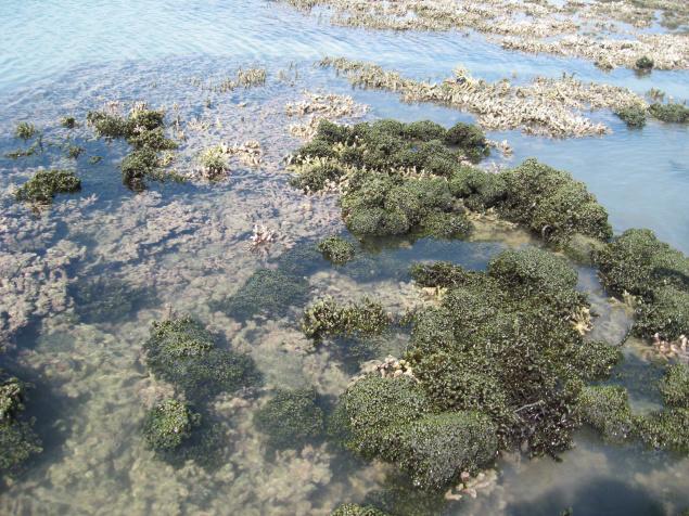 kurusadai-island-in-rameswaram