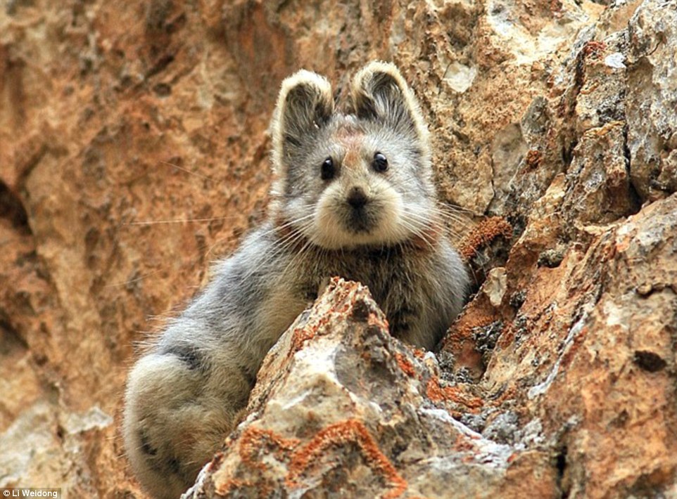 magic-bunny-endangered-rabbit-like-mammal-seen-china