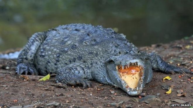 mexican-policeman-suspended-following-a-crocodile-firing-incident