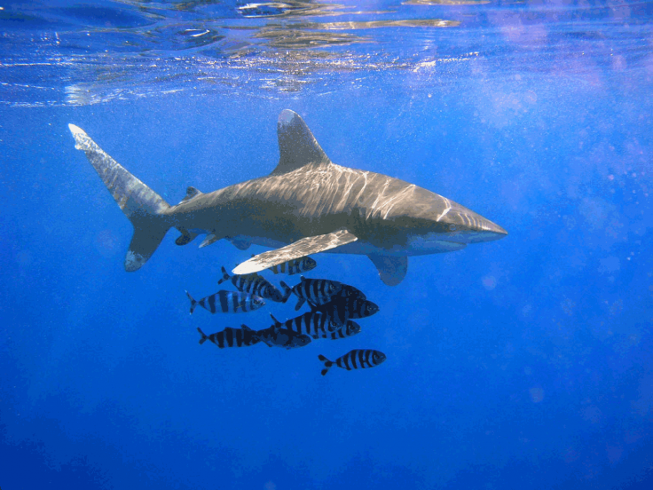 shark-attack-at-red-sea-resort-in-egypt-kills-german-tourist