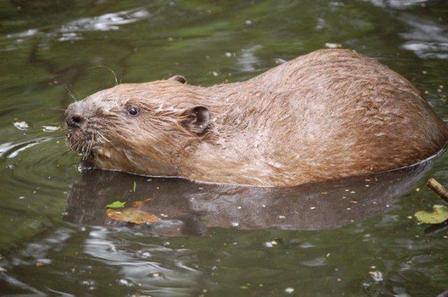 wild-beavers-returned-back-to-river-home-in-england