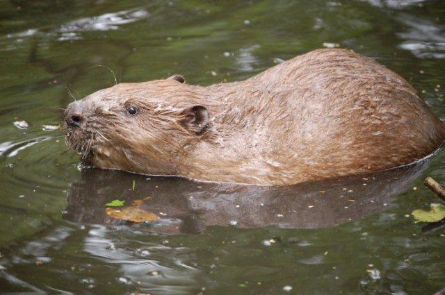 Wild beavers returned back to River home in E