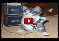   Funny Cats Video !