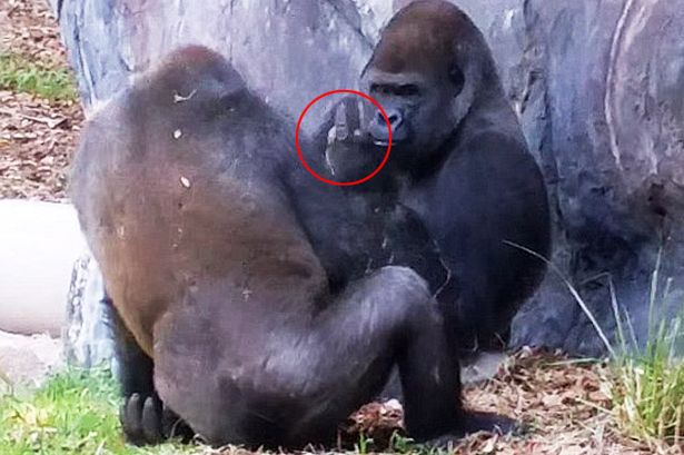 Fussy gorilla points out its middle finger to