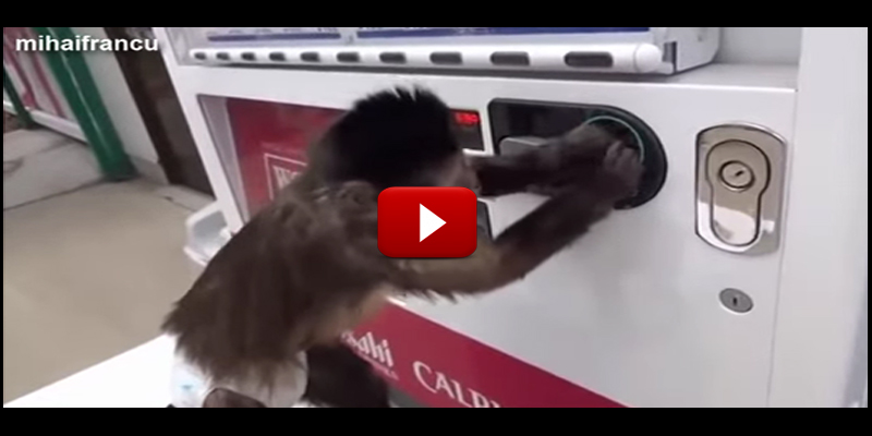 funniest-monkey-video